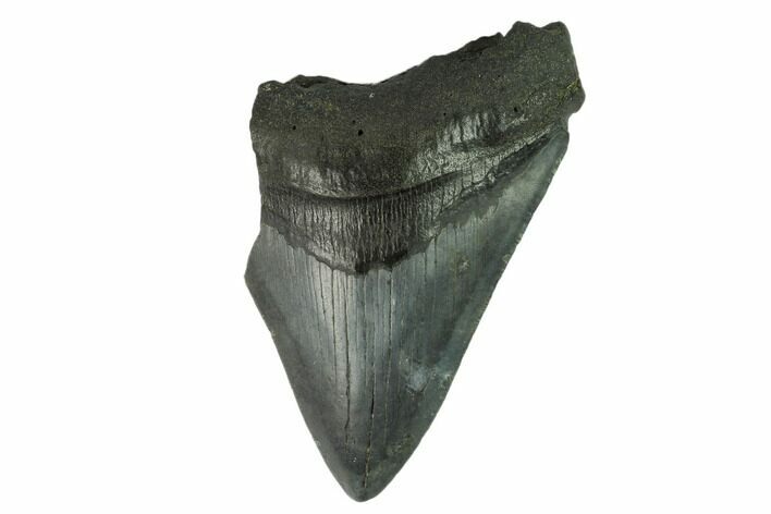Partial, Fossil Megalodon Tooth #123960